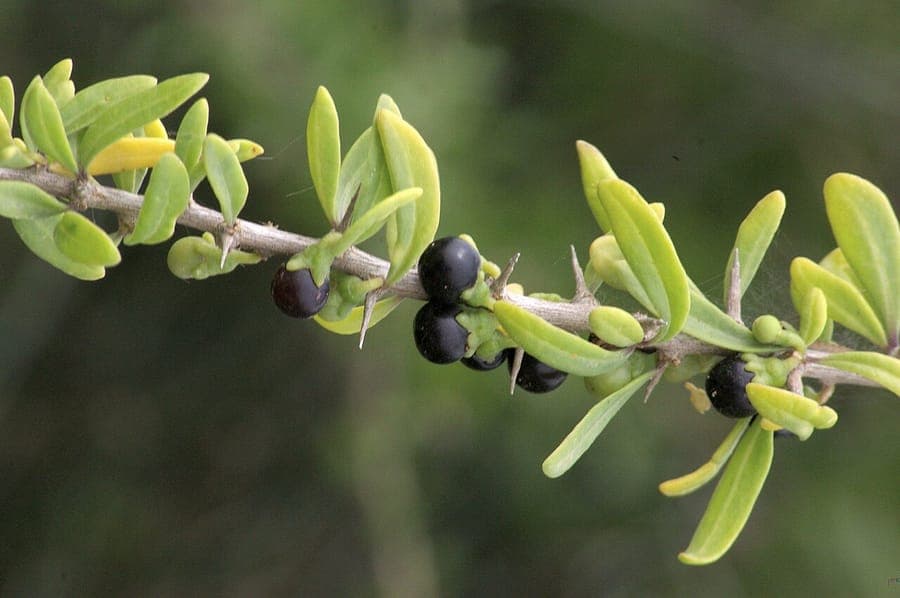 Schweinfurth's tea-tree with characteristic foliage and growth habit
