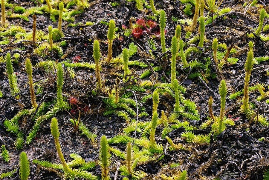 Sumpfbarlapp mit feinen kriechenden Stengelstrukturen
