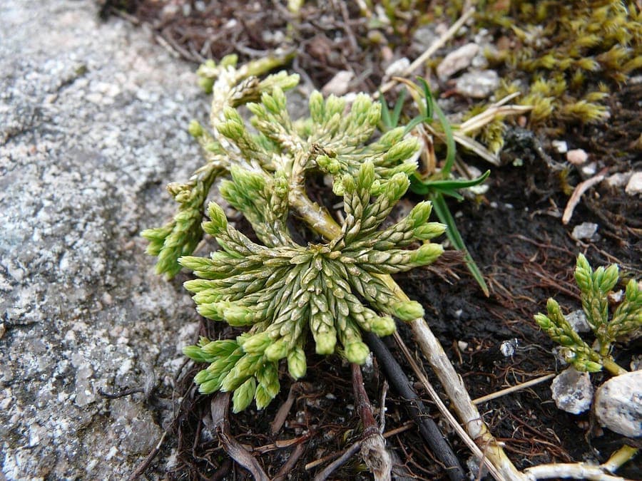 Alpine clubmoss in natural mountain habitat found in arctic regions
