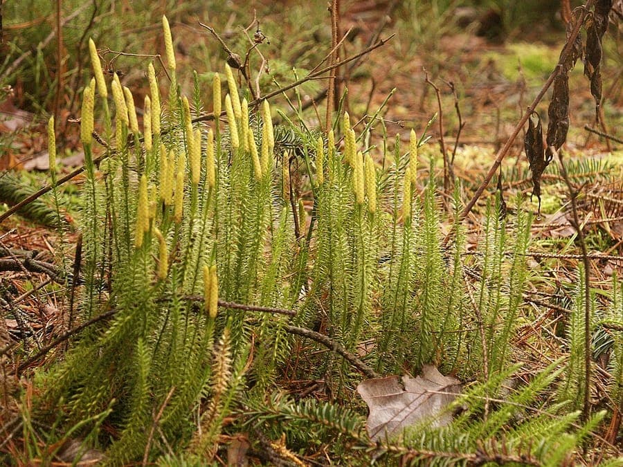 Lycopodium annotinum avec des branches rigides caractéristiques dressées parmi la litière forestière et la mousse