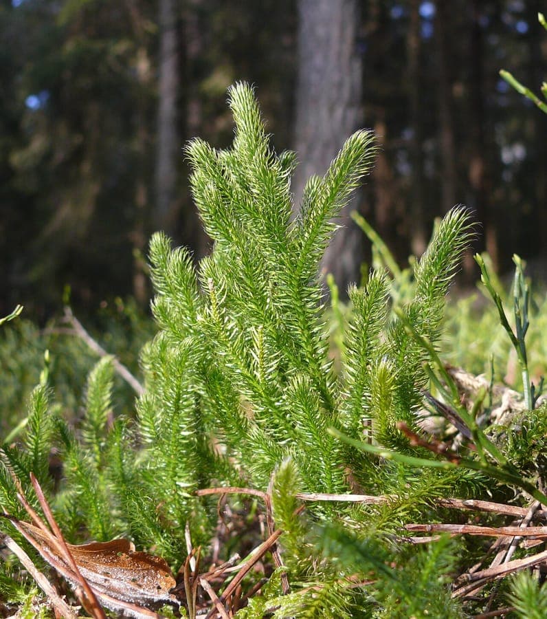 Lycopodium clavatum avec tiges rampantes et sporostachya en forme de massue caractéristiques dans un habitat forestier