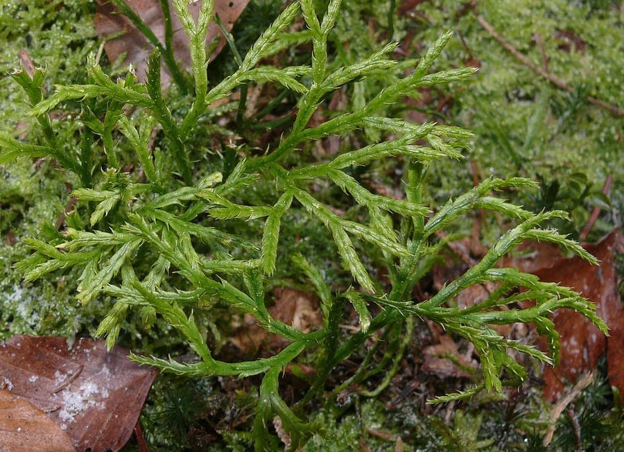 Christmas green plant showing flat, delicate branching structure