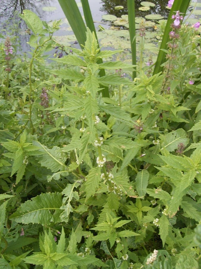 Lycopus europaeus met witte bloemen en kenmerkende vierkante stengels langs waterplanten