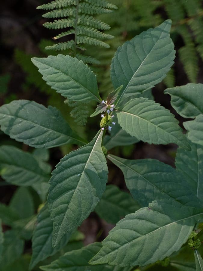 Lycopus virginicus plant with white flowers at the water's edge