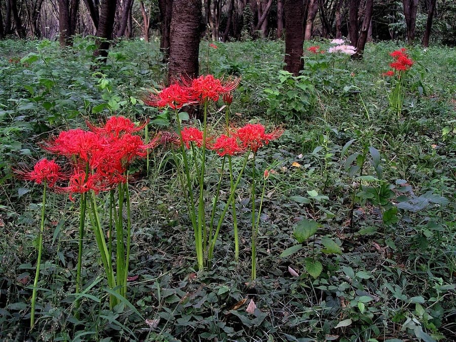 Red spider lily with delicate flowers