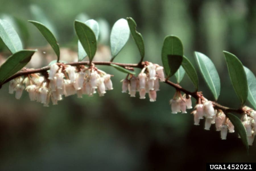Lyonia lucida Strauch mit roehrenfoemigen rosa Bluetentrauben im Fruehjahr