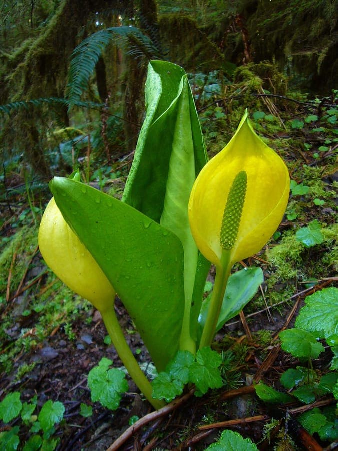 Lysichiton americanus with characteristic yellow spathe and large green leaves in wetland environment