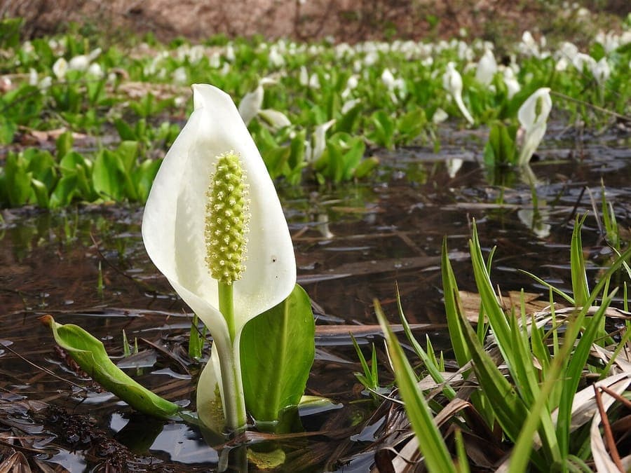 Asian skunk-cabbage displaying spectacular white spathe with yellow spadix