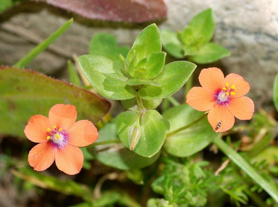 Scarlet pimpernel with small red flowers in a field