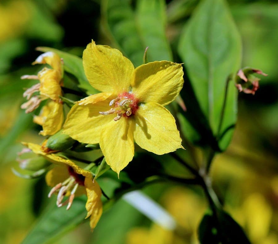 Fleurs et feuillage de Lysimachia ciliata
