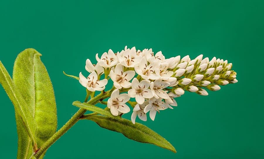 Gooseneck loosestrife (Lysimachia clethroides) displaying characteristic curved white flower spikes in full bloom