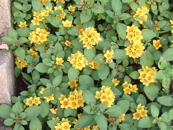 Grappes de fleurs jaunes denses de Lysimaque congestifiore