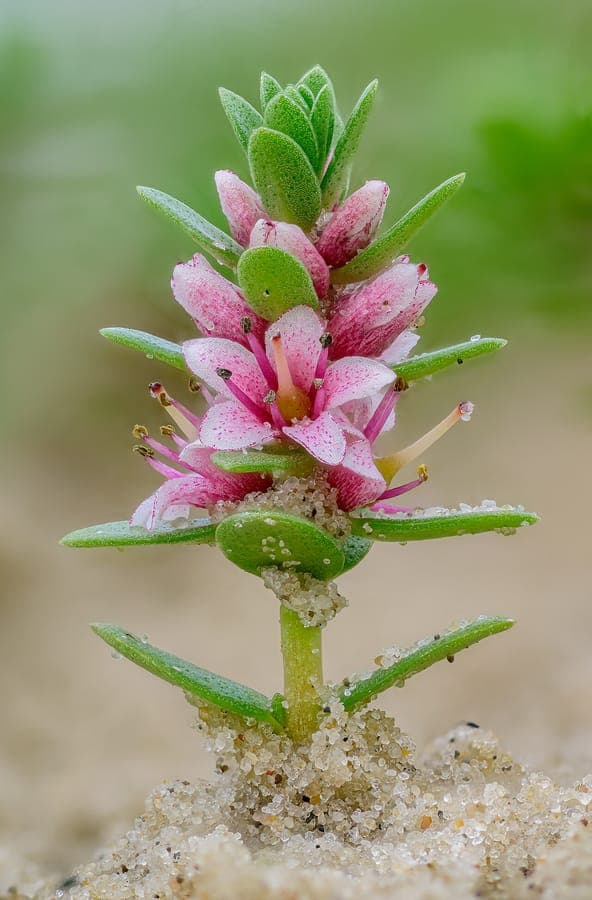 Lysimaque maritime (Lysimachia maritima) avec fleurs jaunes poussant sur sol salin en habitat côtier
