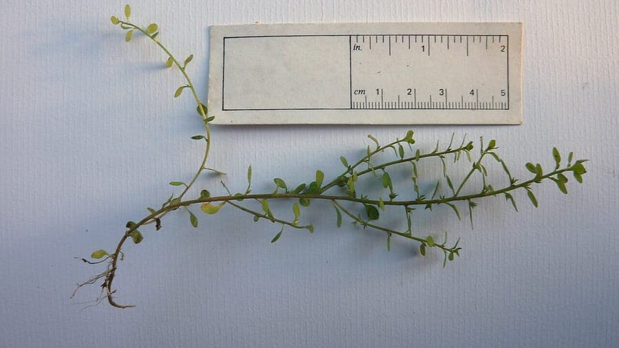 Lysimachia minima Acker-Kleinling in Blüte