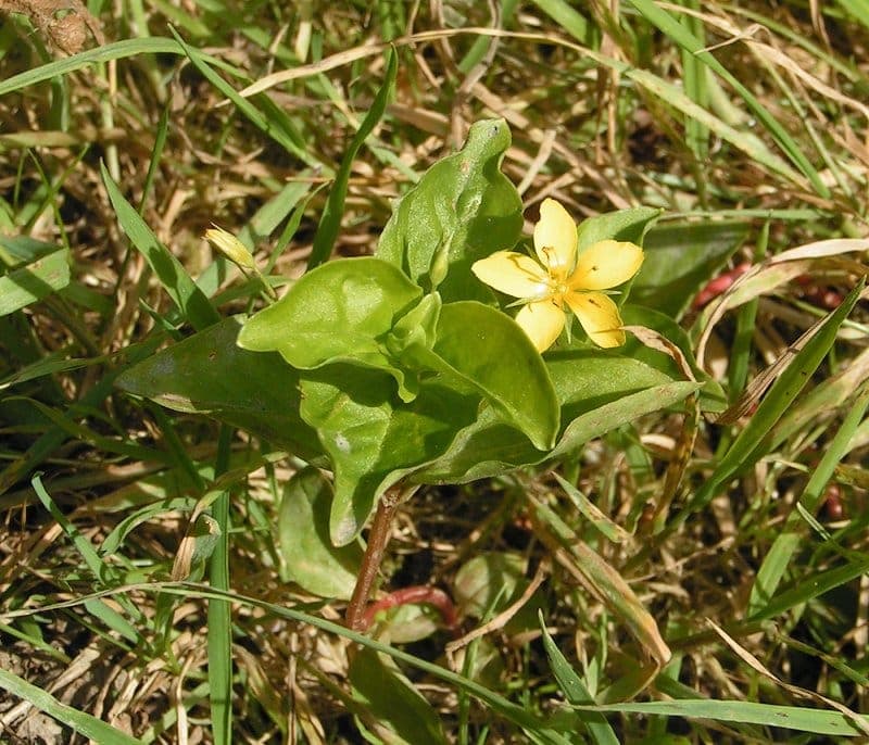 Lysimaque des bois (Lysimachia nemorum) avec petites fleurs jaunes poussant dans le sous-bois forestier humide