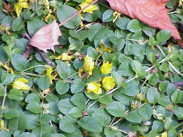 Lysimaque nummulaire (Lysimachia nummularia) avec feuilles rondes et fleurs jaunes poussant en couvre-sol