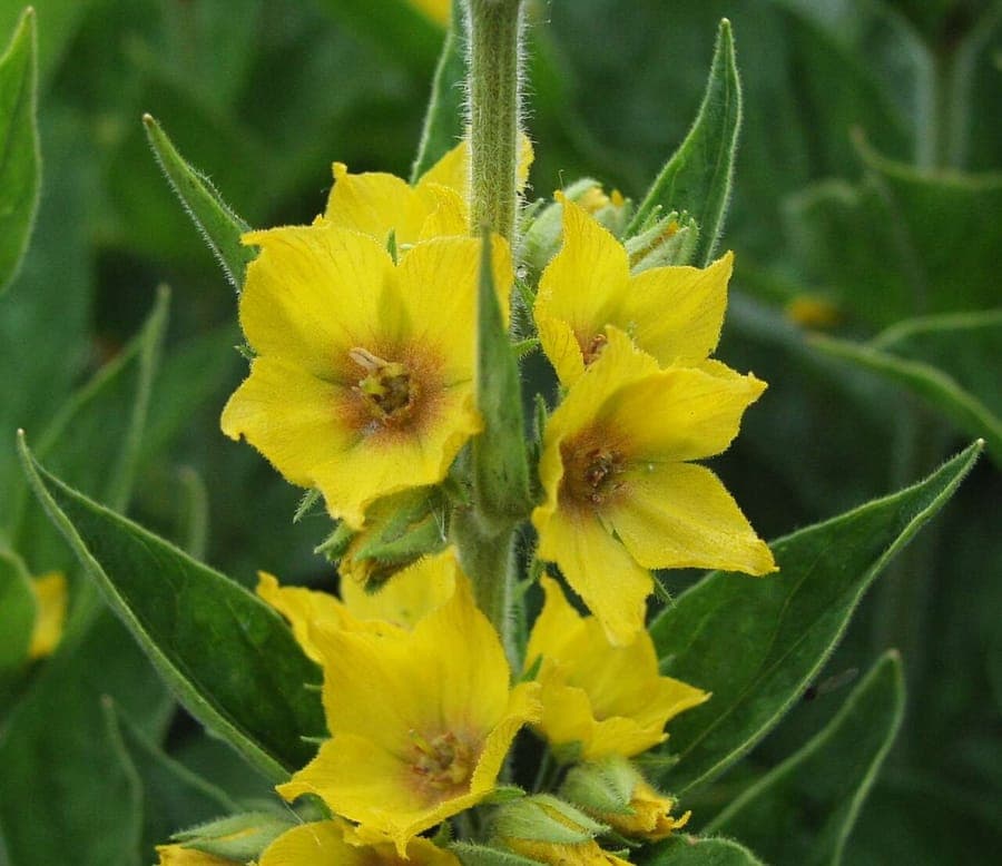 Golden-yellow whorled flowers of Lysimachia punctata