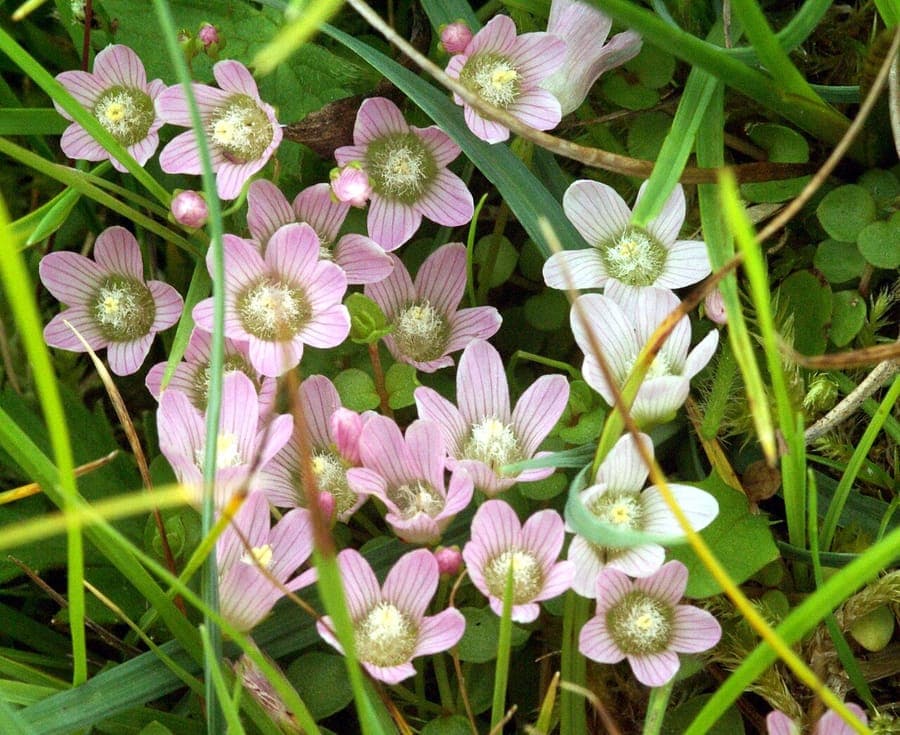 Lysimachia tenella mit kleinen rosa-violetten Blüten kriechend über feuchten Moorboden