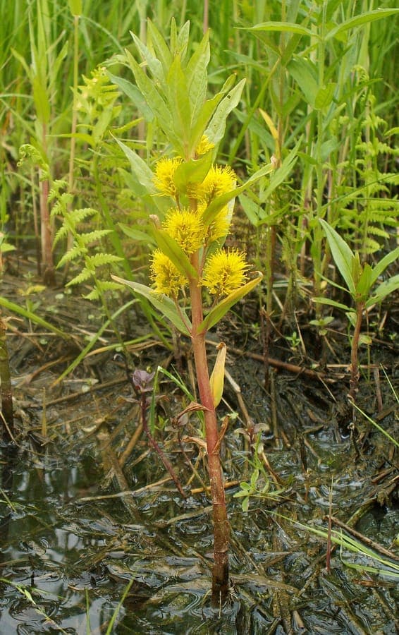 Dense yellow flower panicles of Lysimachia thyrsiflora along stems