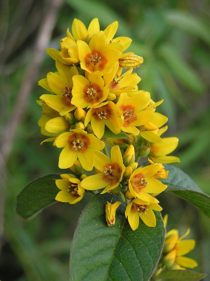 Gele bloemen van Lysimachia vulgaris langs natte oever