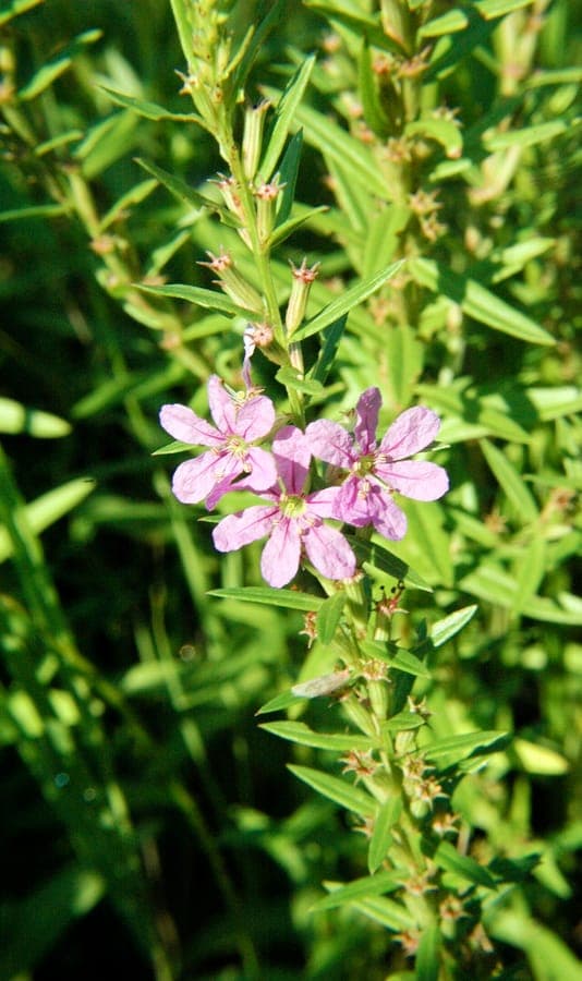 Lythrum alatum geflugelter Blutweiderich mit rosa-lila Blueten entlang viereckiger Stengel