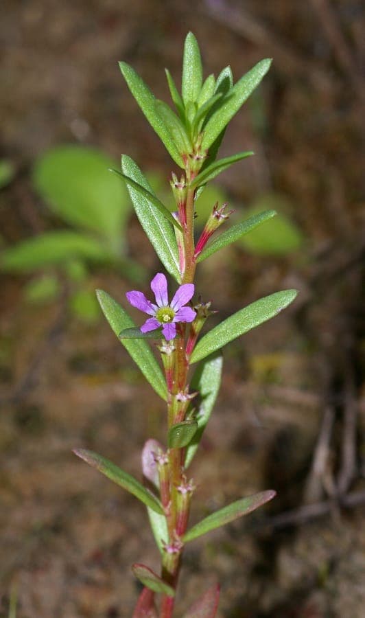 Delicate roze bloemen van Lythrum hyssopifolia