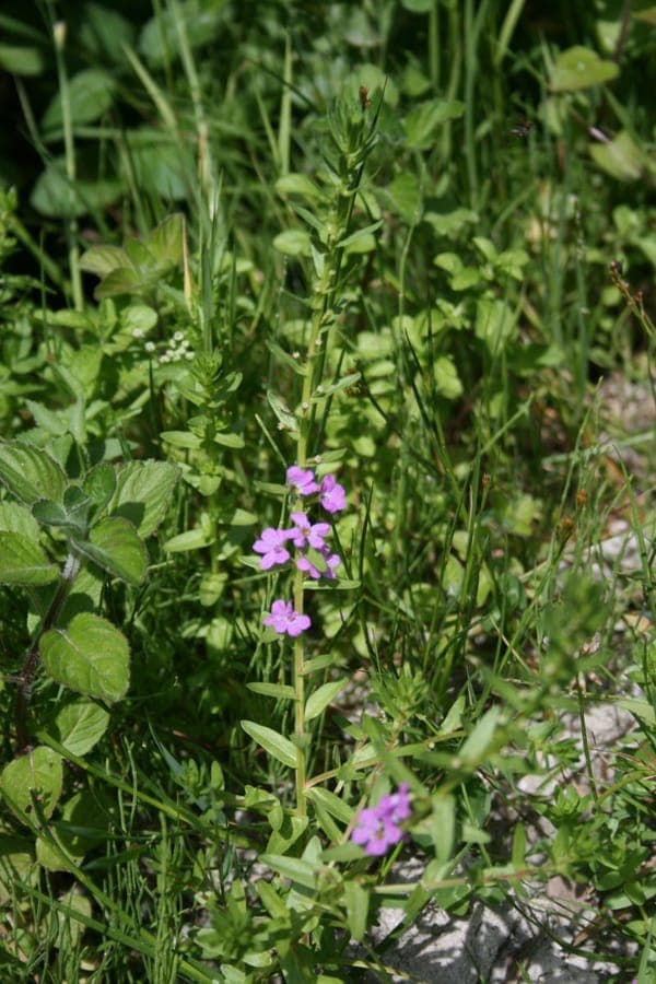 Pink-red flowers of Lythrum junceum on slender stems