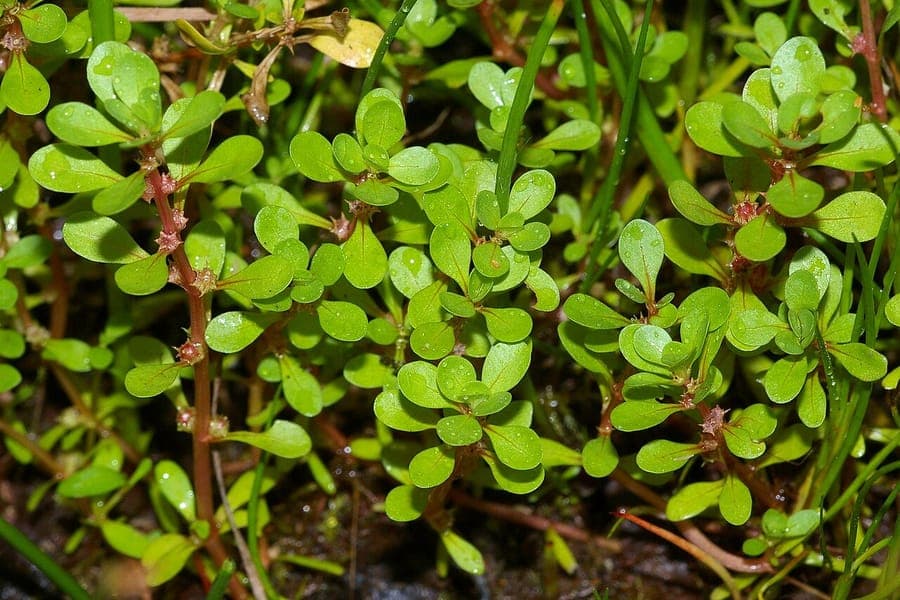Blüten von Lythrum portula im Wassergarten