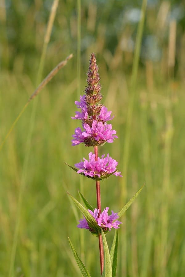 Kruidvlier bloemen langs waterrand