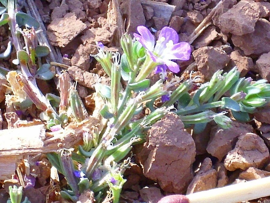 Dreikelchige Weiderich mit rosa-violetten Blüten