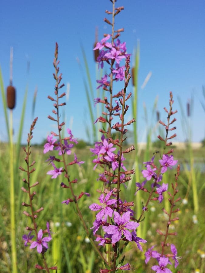 Lythrum virgatum mit violetten Blüten in einem vertikalen Ährenstand