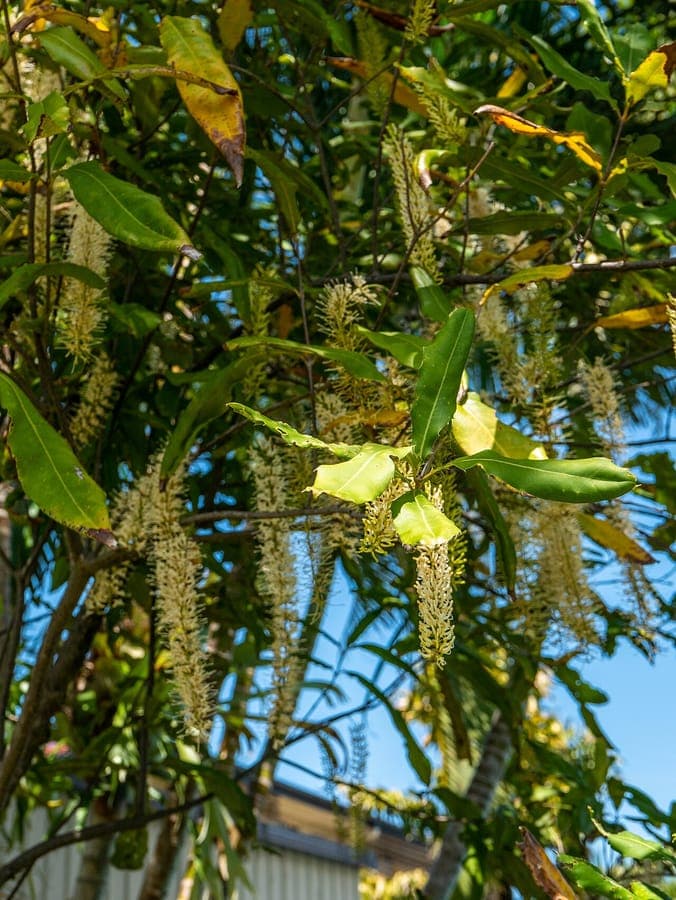 Queensland nut tree with fruits and flowers