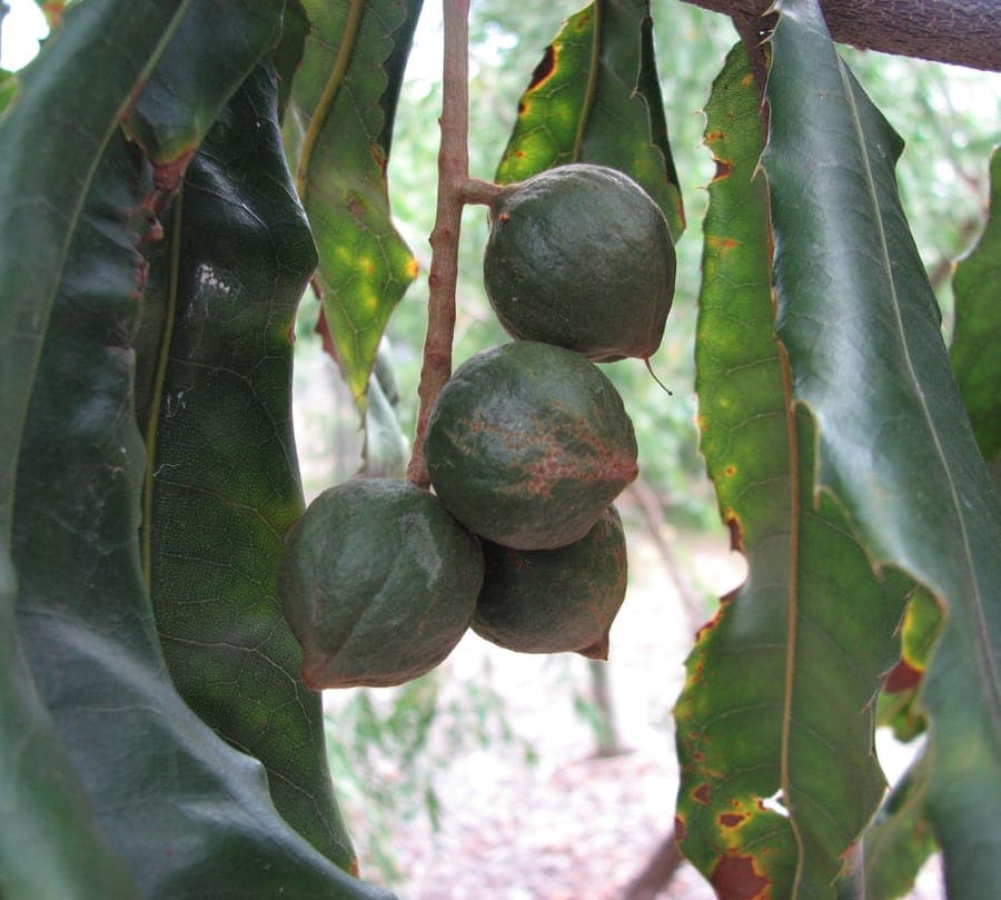 Macadamia tetraphylla Baum mit Laub