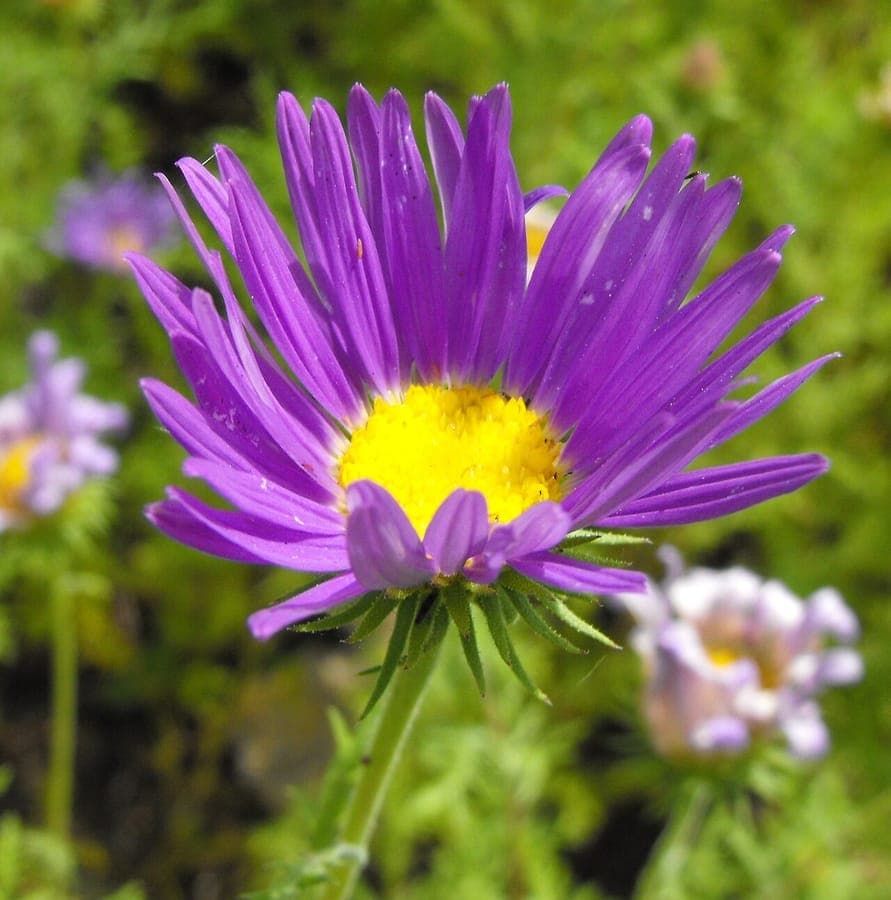 Machaeranthera tanacetifolia met paarsblauwe bloemen op de prairie