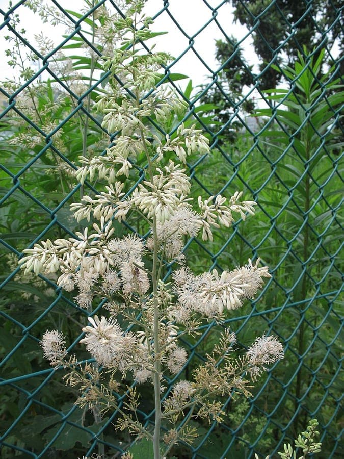 Plume poppy in bloei