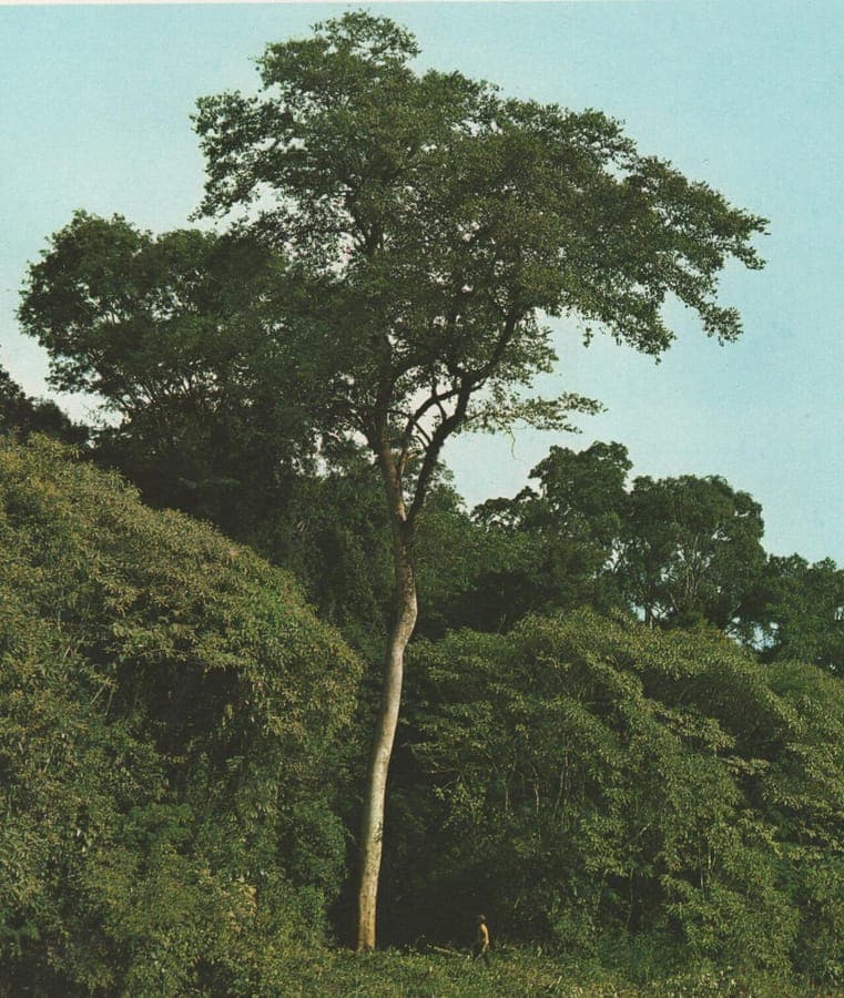 Arbre Maclura tinctoria avec feuillage jaune