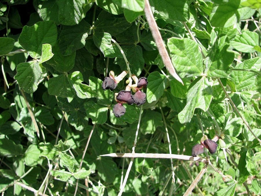 Purpurbohne mit reichen dunkelvioletten Blüten zwischen feinem Laub
