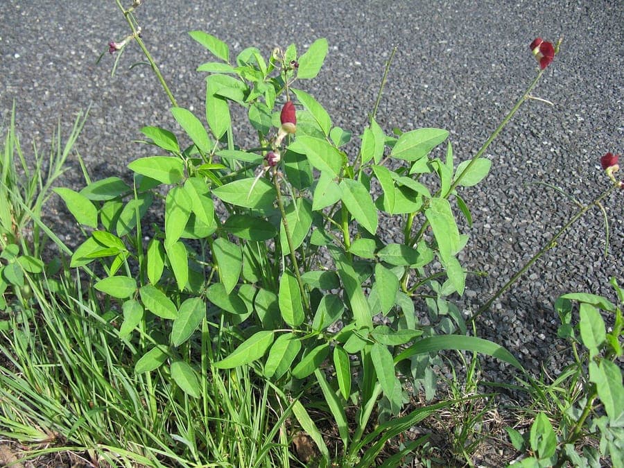 Phasemy-Bean-Pflanze mit Blueten und Laubwerk