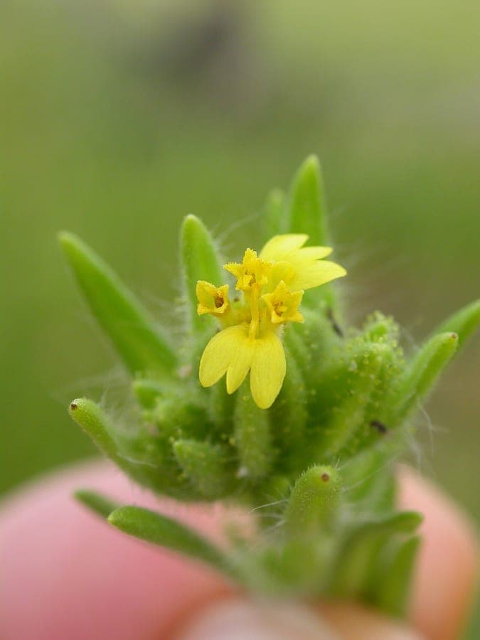 Madia glomerata fleur sauvage montagne avec fleurs jaunes