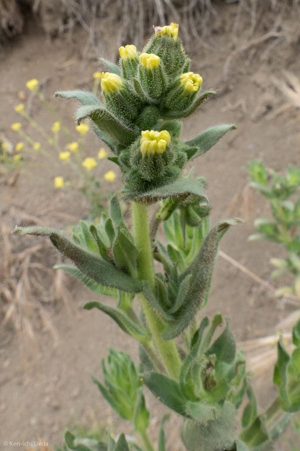 Goldene Bluten der Madia-sativa-Pflanze