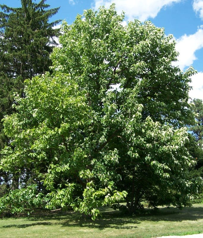 Magnolia acuminata Blume