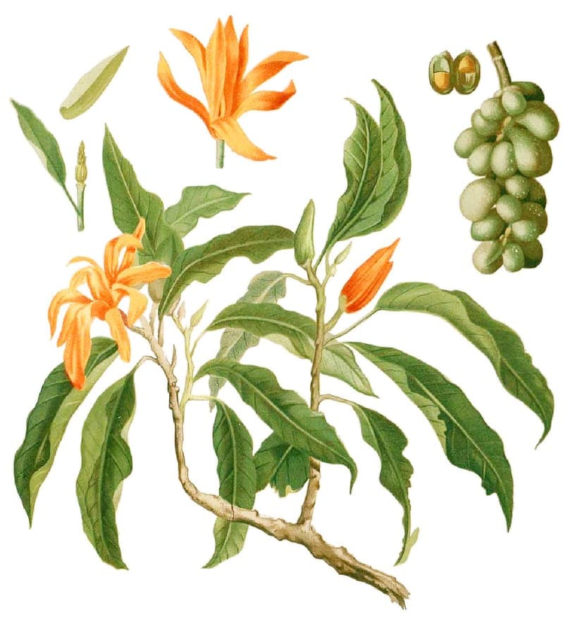 Yellow fragrant Magnolia champaca flowers