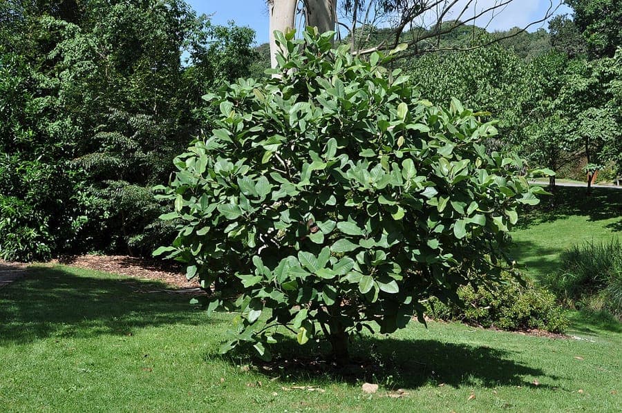 Glossy green leaves and creamy-white flower of Magnolia delavayi