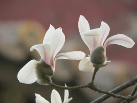 Weiße Blüten von Magnolia denudata im Frühling
