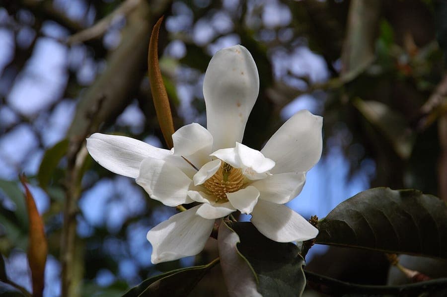 Süßmagnolia mit charakteristischem Laub und Wuchsform