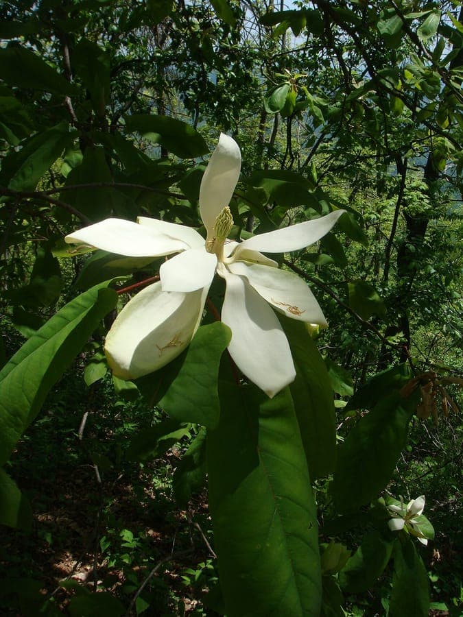 Fraser's magnolia displaying characteristic large tulip-shaped flowers in springtime