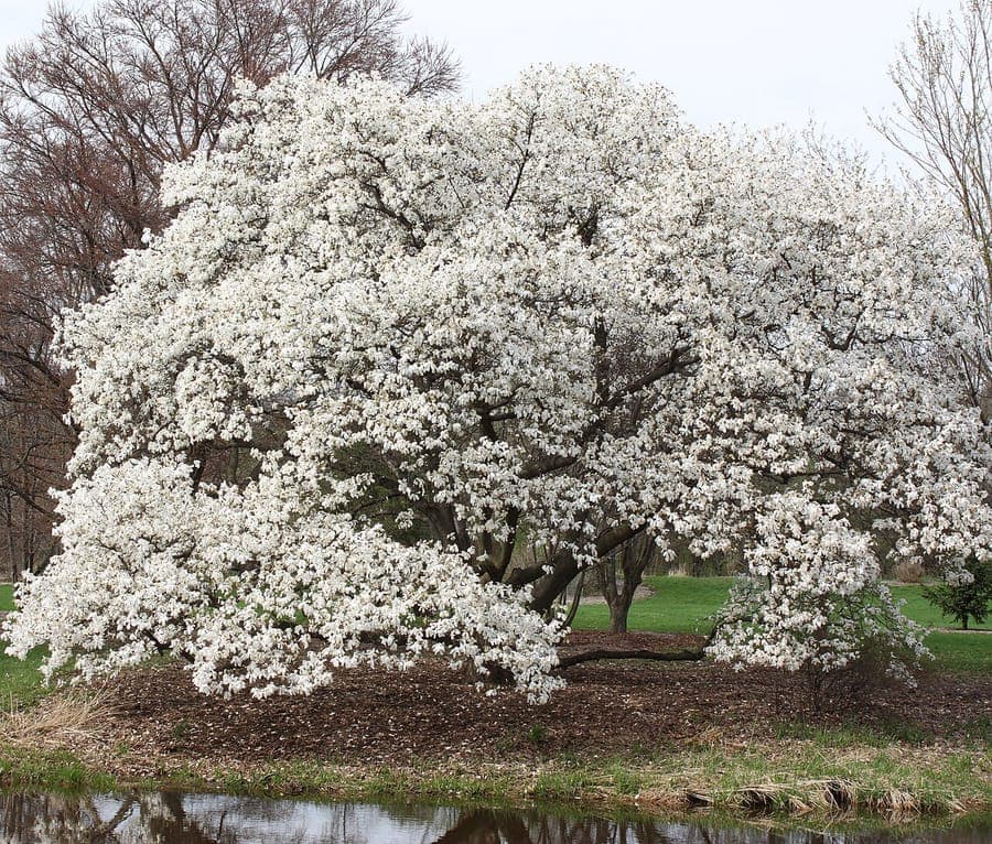 Kobushi-Magnolie in voller Blüte, mit großen weißen Blüten vor blauem Himmel im Frühjahr