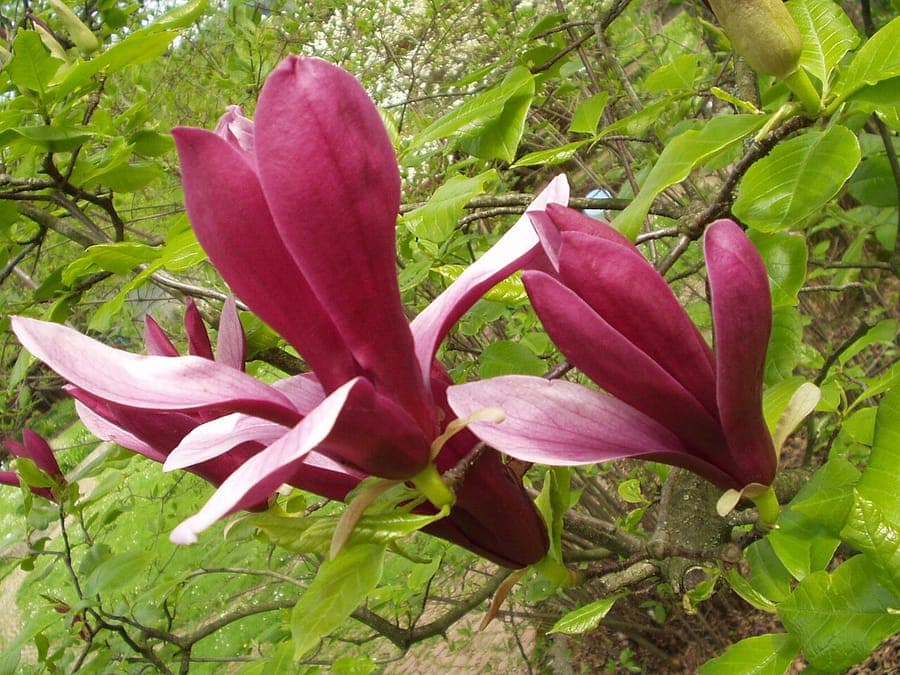 Purperen bloemen van Magnolia liliiflora