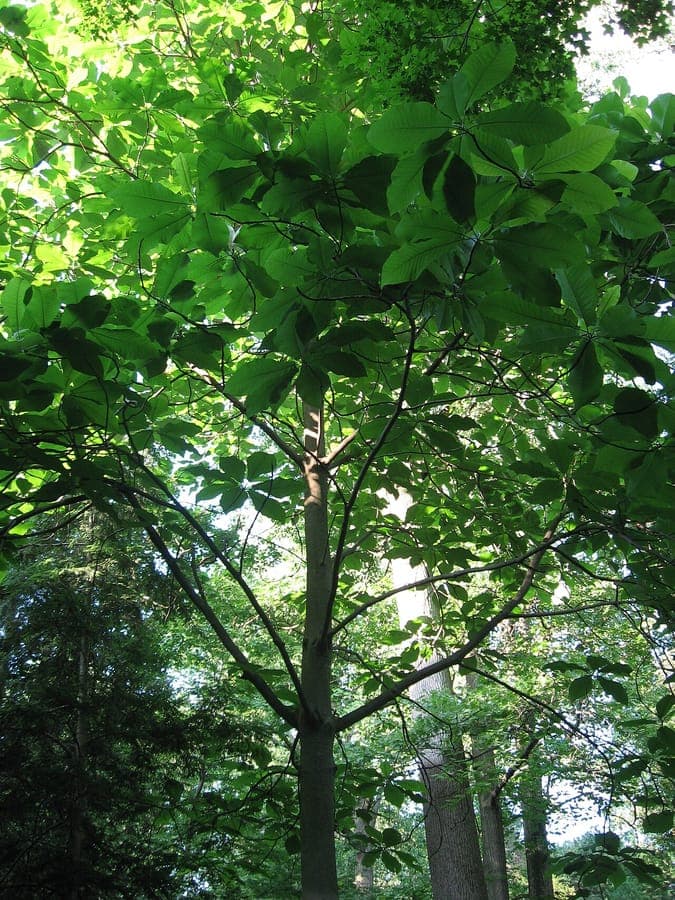 Magnolia with enormous leaves and large white-pink flowers