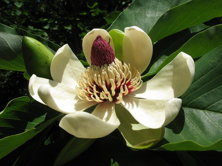 Japanische Honoki-Magnolie mit grosgranen Blattern